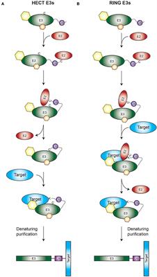 TULIP2: An Improved Method for the Identification of Ubiquitin E3-Specific Targets